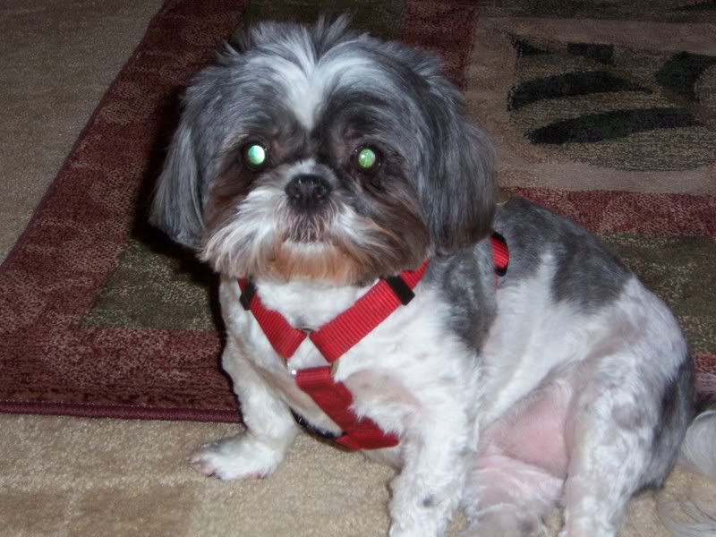 re: If you could cast your pet in any role what would it be?