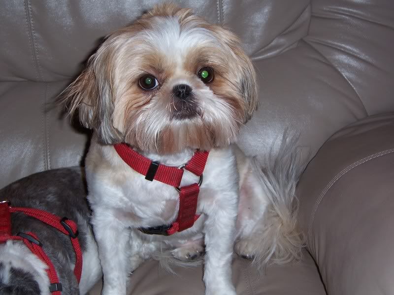 re: If you could cast your pet in any role what would it be?