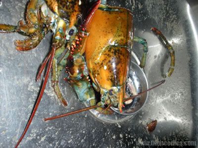 Lobster head