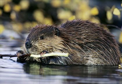 Beaver