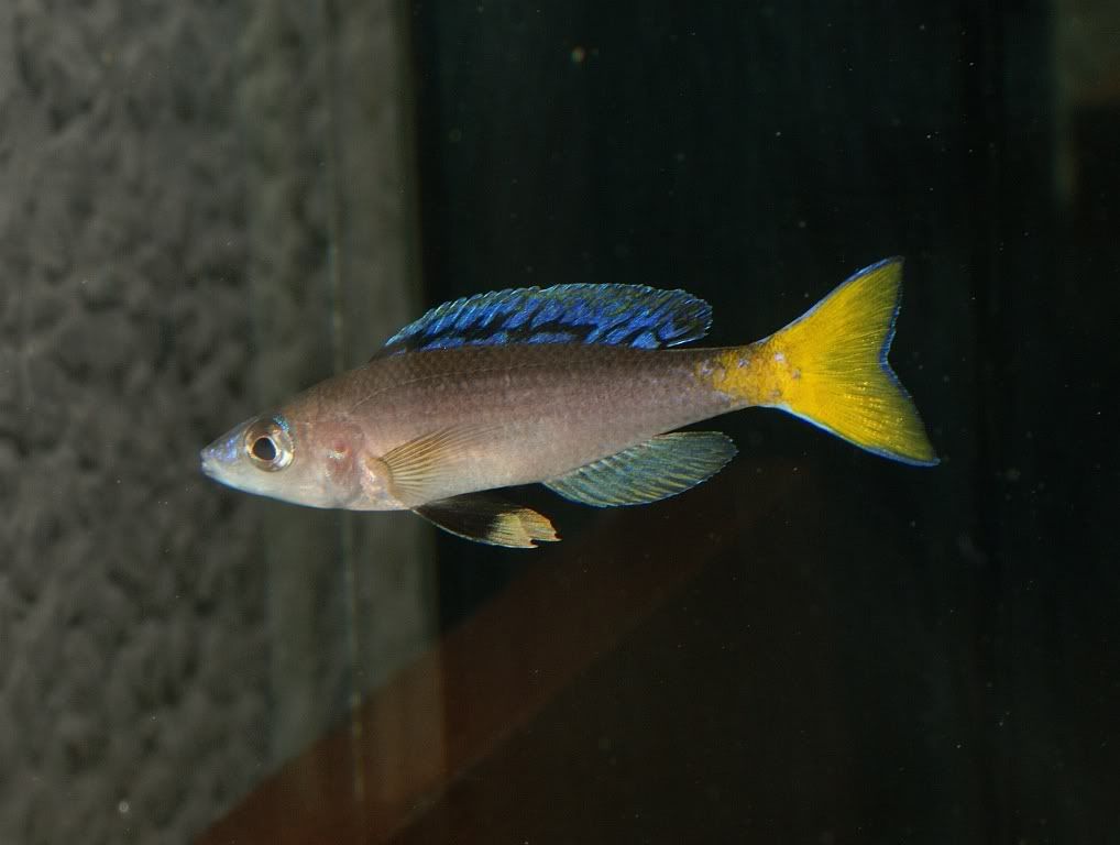 Obrazek