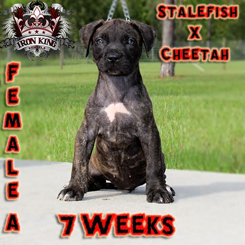 Iron King Kennels , Blue Pitbull Puppies For Sale photo IMG_1866-edited.jpg
