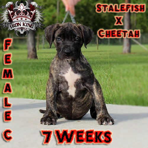 Iron King Kennels , Blue Pitbull Puppies For Sale photo IMG_1886-edited.jpg