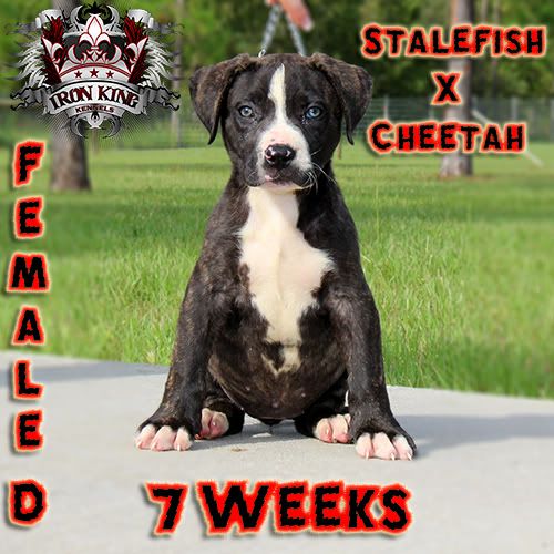 Iron King Kennels , Blue Pitbull Puppies For Sale photo IMG_1901-edited.jpg
