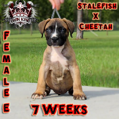 Iron King Kennels , Blue Pitbull Puppies For Sale photo IMG_1910-Edited.jpg