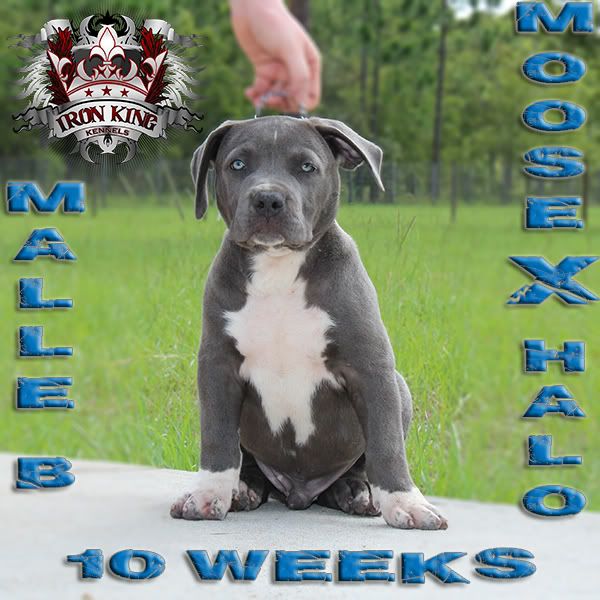 Blue Pitbull Puppies For Sale , Iron King Kennels photo IMG_1247-edited.jpg