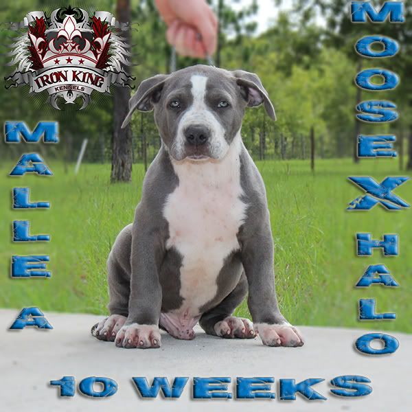 Blue Pitbull Puppies For Sale , Iron King Kennels photo IMG_1254-edited.jpg