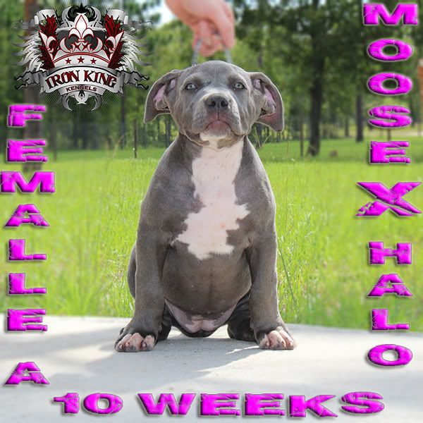 Blue Pitbull Puppies For Sale , Iron King Kennels photo IMG_1278-edited.jpg