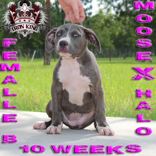 Blue Pitbull Puppies For Sale , Iron King Kennels photo IMG_1279-edited.jpg