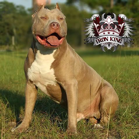 Blue Pitbull Puppies For Sale , Iron King Kennels