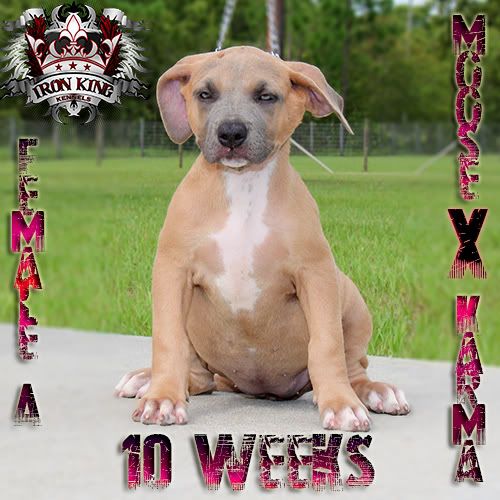 Iron King Kennels , Blue Pitbull Puppies For Sale photo IMG_1675-edited.jpg