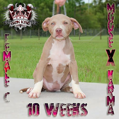 Iron King Kennels , Blue Pitbull Puppies For Sale photo IMG_1684-edited.jpg