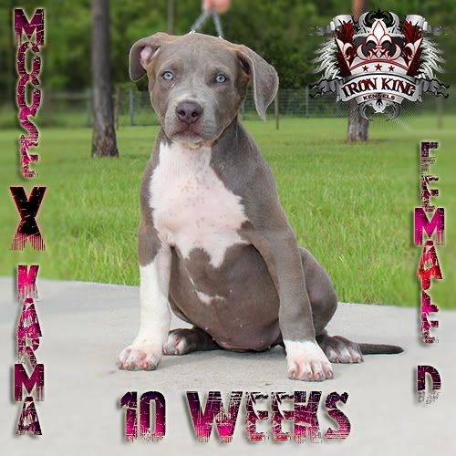 Iron King Kennels , Blue Pitbull Puppies For Sale photo IMG_1690-edited.jpg