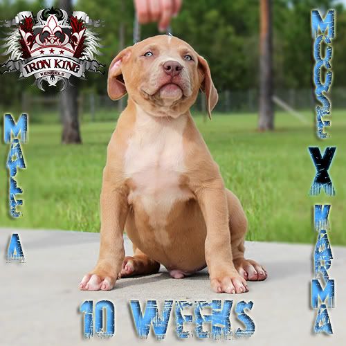 Iron King Kennels , Blue Pitbull Puppies For Sale photo IMG_1715-edited.jpg