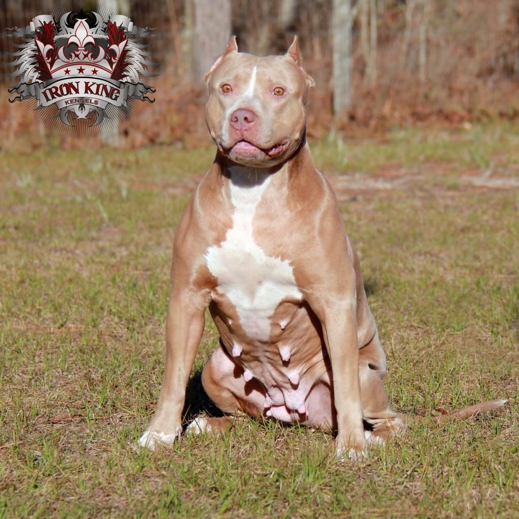 Picture of Savanah pitbull female