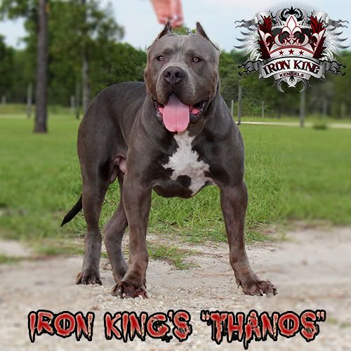 Iron King Kennels , Biggest Pitbulls in the world IMG_1639-edited.jpg