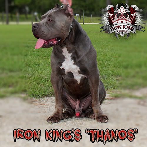 Iron King Kennels , Biggest Pitbulls in the world IMG_1652-edited.jpg