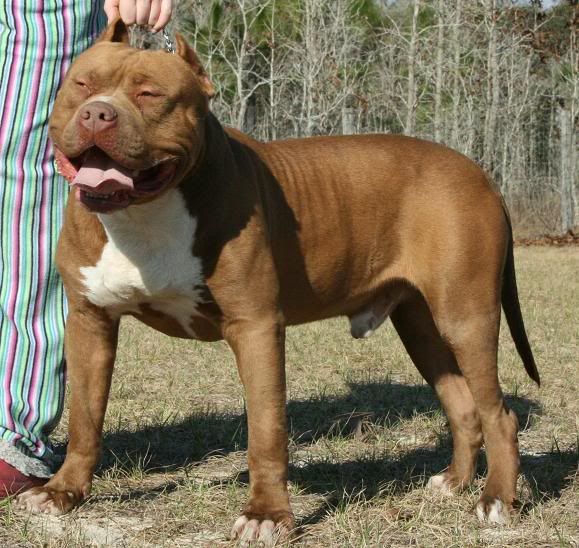 Go Back > Gallery For > Rare Pitbull Colors Go Back > Gallery For > Rare Pitbull Colors