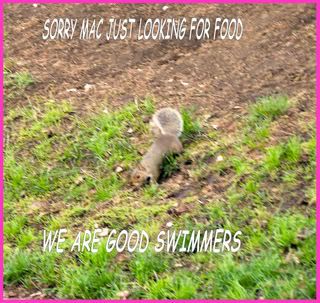 HELP! squirrel digging up lawn | Gardeners Corner - The Friendly