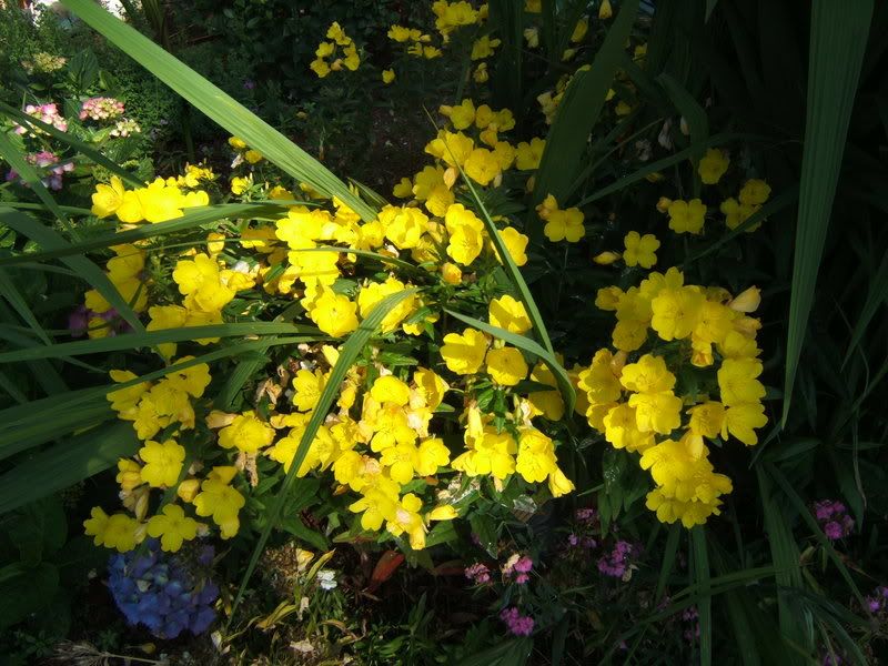 Sundrop Flower