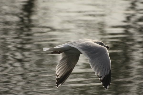 http://i141.photobucket.com/albums/r76/Lofie/IMG_4752.jpg