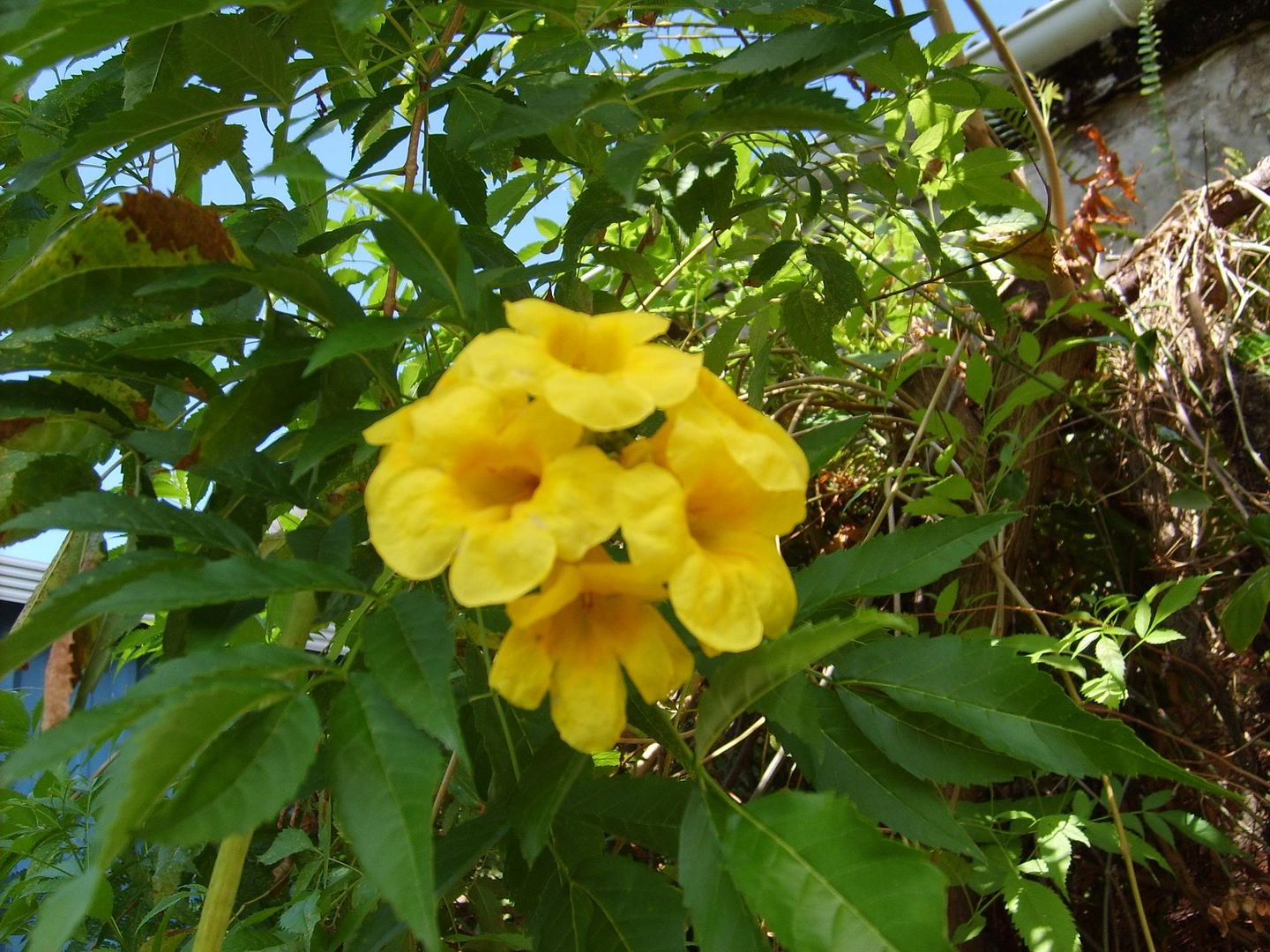 Ginger Thomas Graphics, Pictures, & Images for Myspace Layouts