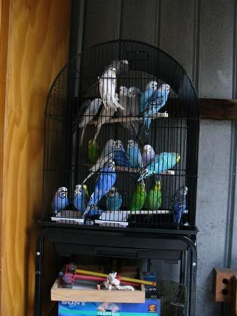 13February2008-aviaryredecorate004C.jpg