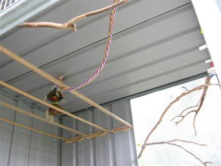 13February2008-aviaryredecorate005C.jpg