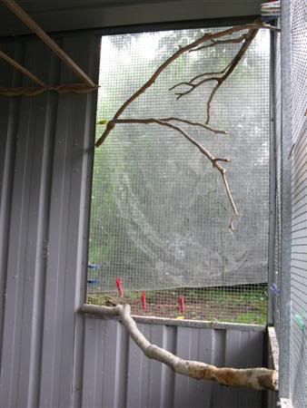 13February2008-aviaryredecorate008C.jpg