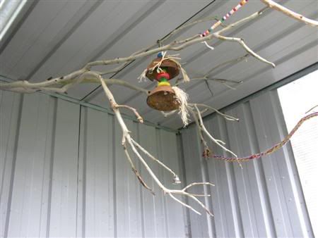 13February2008-aviaryredecorate013C.jpg