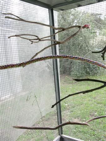 13February2008-aviaryredecorate014C.jpg