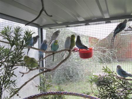 13February2008-aviaryredecorate031C.jpg