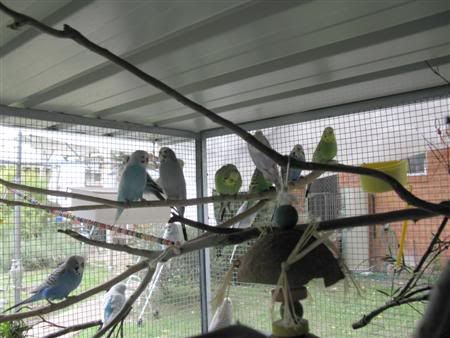 13February2008-aviaryredecorate032C.jpg
