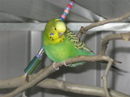 13February2008-aviaryredecorate038C.jpg