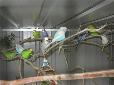 13February2008-aviaryredecorate039C.jpg
