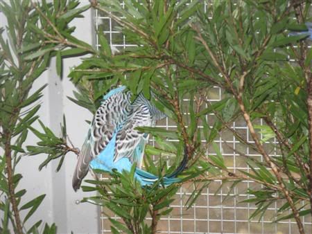 13February2008-aviaryredecorate048C.jpg