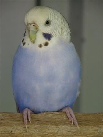 August252007-pets010Custom.jpg