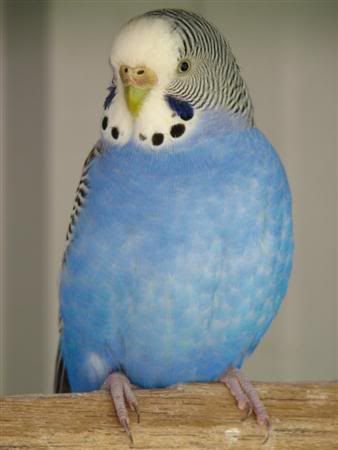 August252007-pets011Custom.jpg