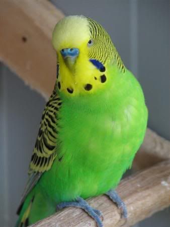 August252007-pets027Custom.jpg