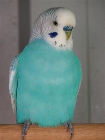 August252007-pets029Custom.jpg