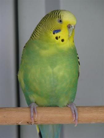 August252007-pets030Custom.jpg