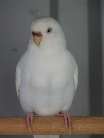 August252007-pets031Custom.jpg