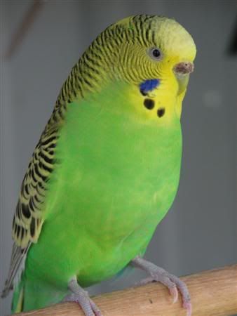 August252007-pets037Custom.jpg