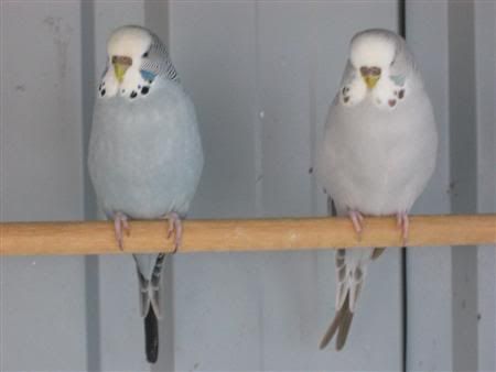 August72007-aviarybirds002Custom.jpg