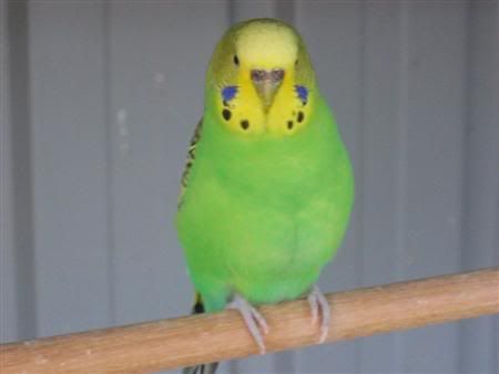 August72007-aviarybirds005Custom.jpg