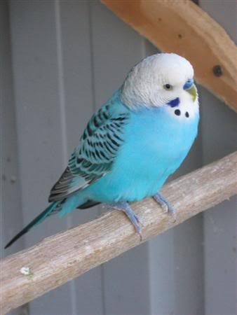 August72007-aviarybirds008Custom.jpg