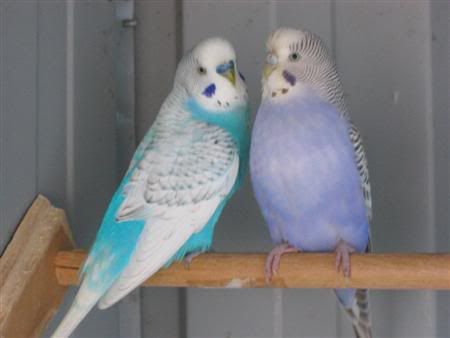 August72007-aviarybirds013Custom.jpg