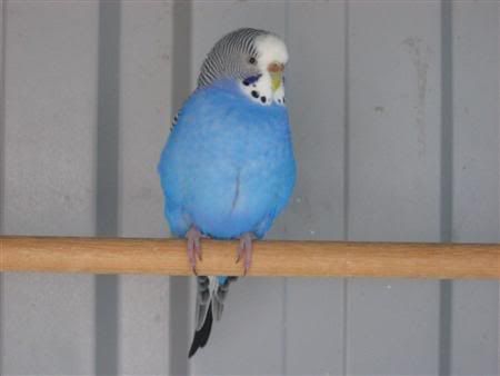 August72007-aviarybirds019Custom.jpg