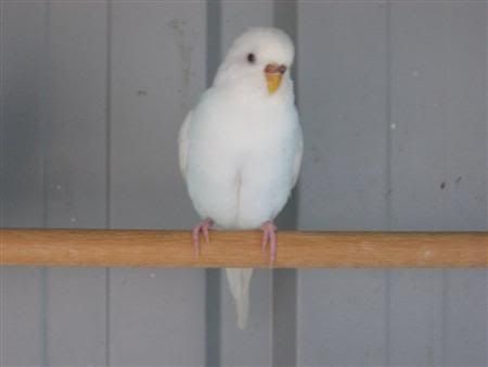 August72007-aviarybirds021Custom.jpg