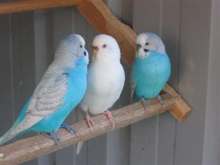 August72007-aviarybirds023Custom.jpg